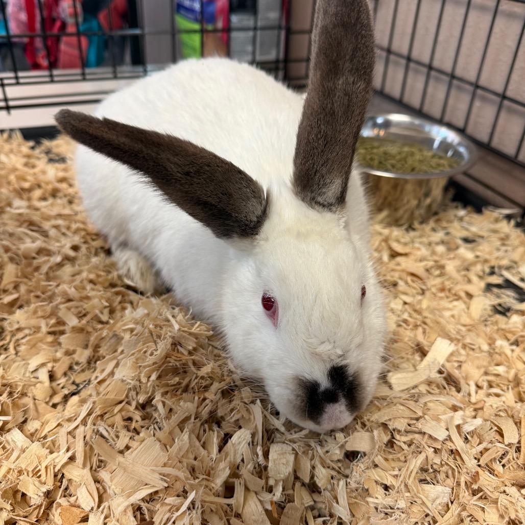 BC-Cinnabun, Adoptable, Adult Female Himalayan.