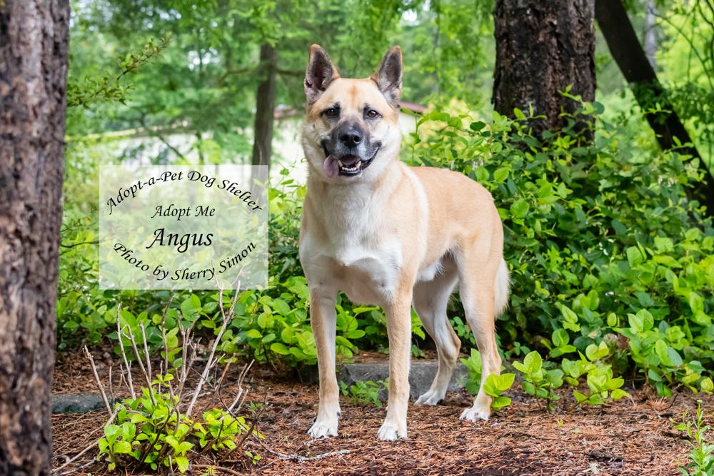ANGUS, a Adoptable mixed breed in Shelton, WA image 3/6