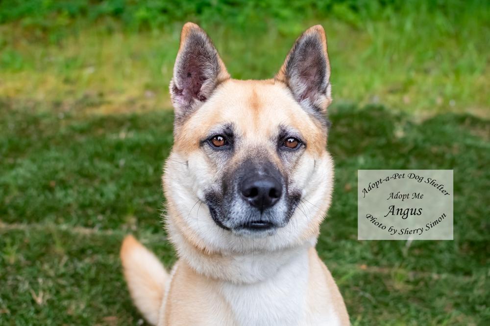 ANGUS, Adoptable, Adult Male German Shepherd Dog & Husky.