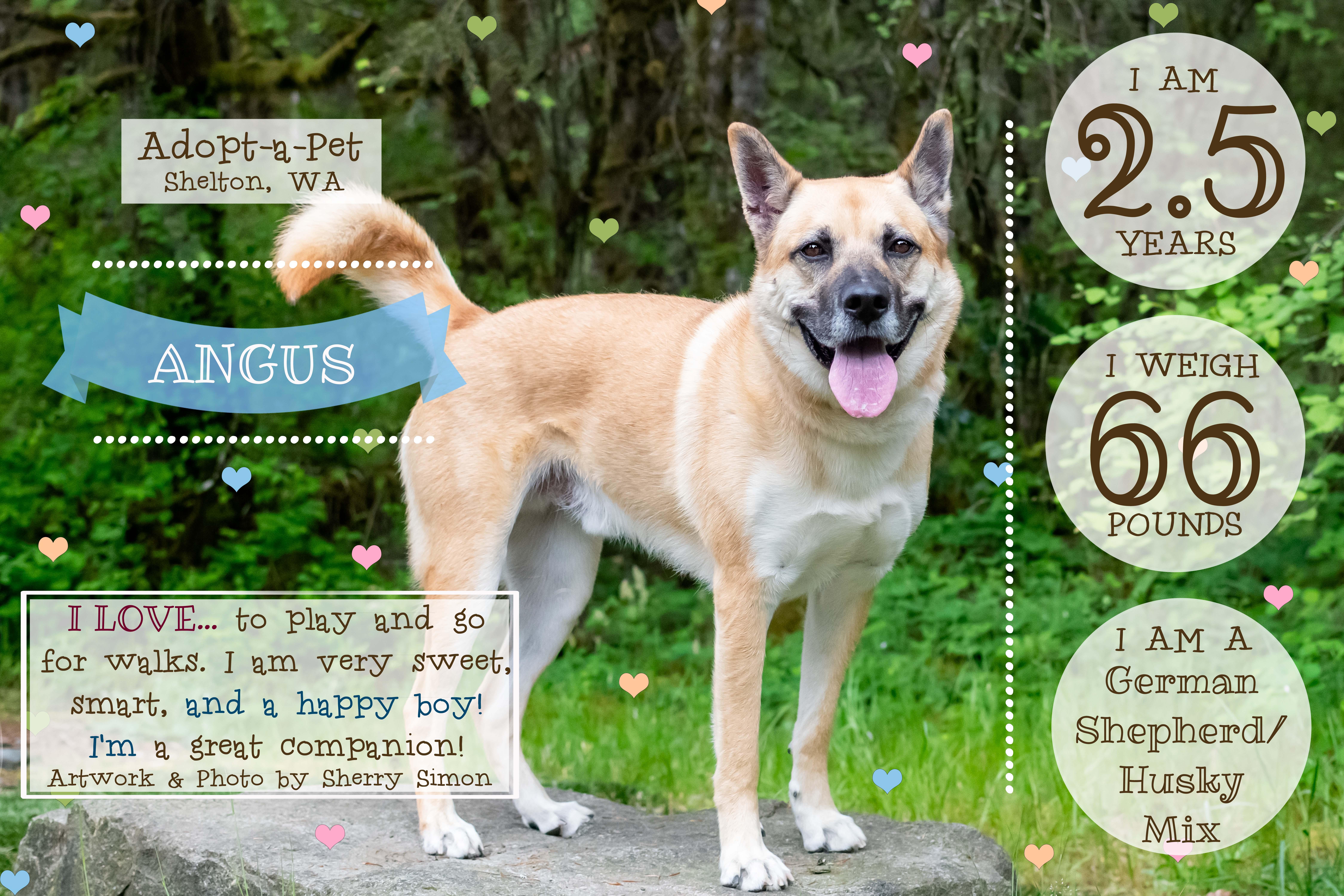 ANGUS, a Adoptable mixed breed in Shelton, WA image 2/6