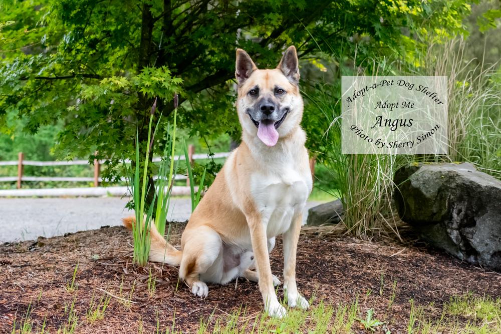 ANGUS, a Adoptable mixed breed in Shelton, WA image 6/6