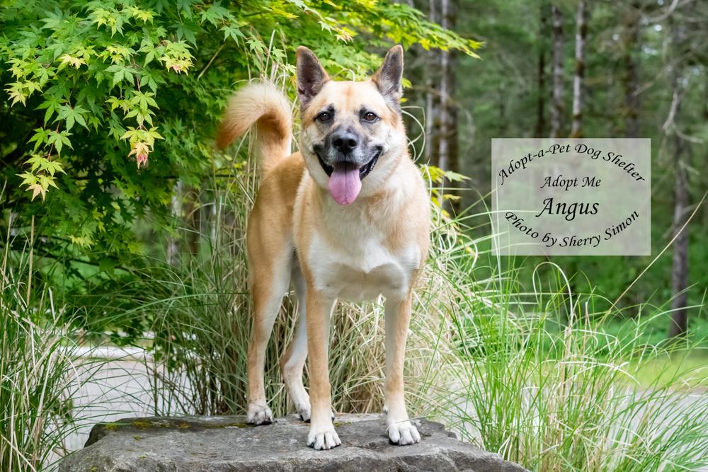 ANGUS, a Adoptable mixed breed in Shelton, WA image 4/6