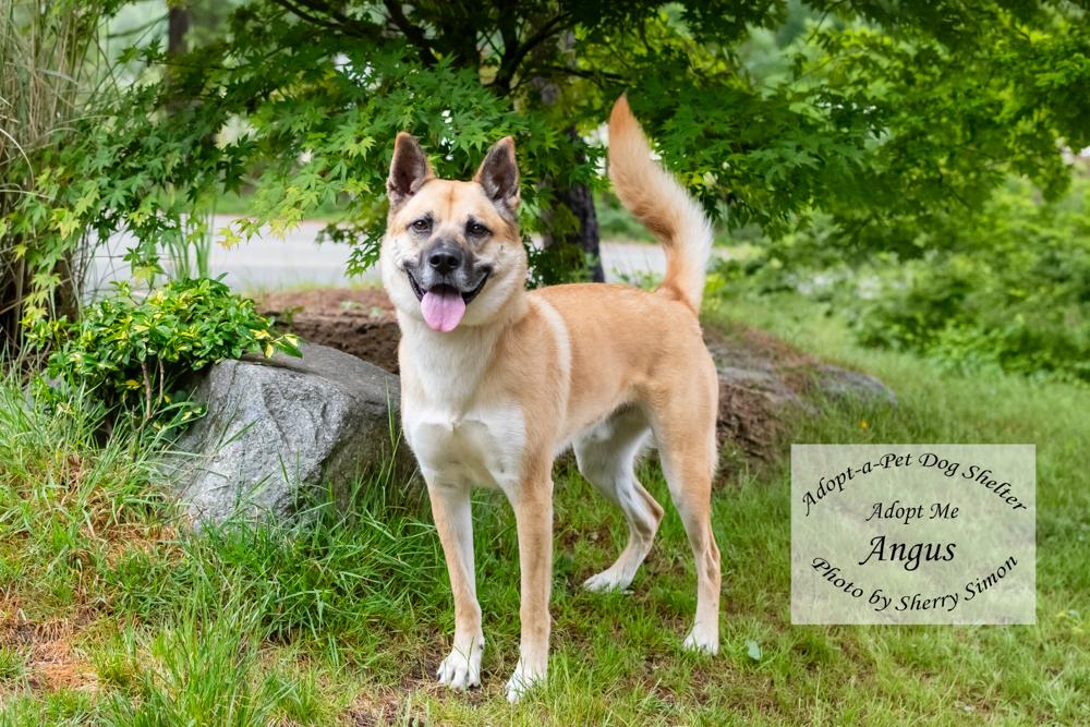 ANGUS, a Adoptable mixed breed in Shelton, WA image 5/6