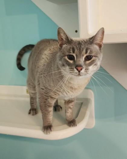 Nona, adopted, Adult Female Siamese.