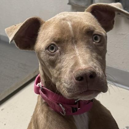 Cali, Adoptable, Adult Female Pit Bull Terrier & Mixed Breed.