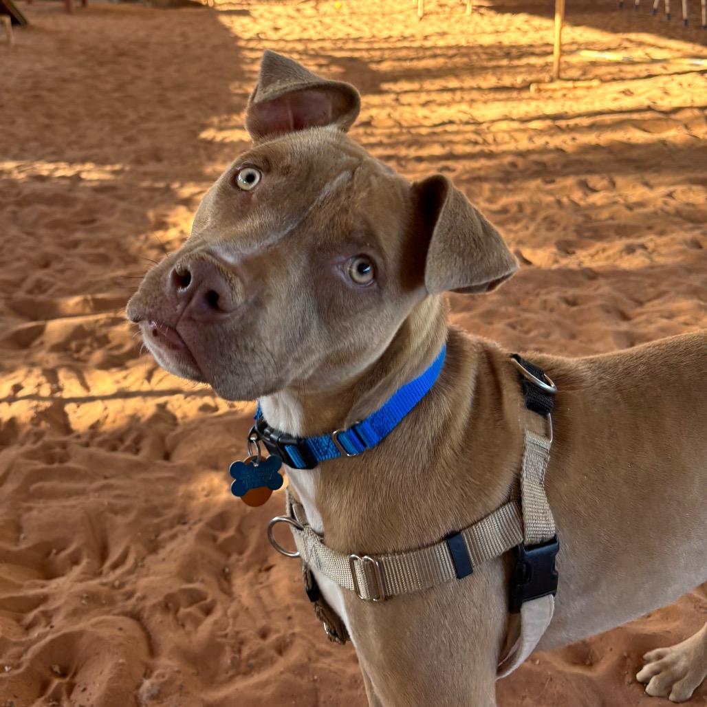 Enlarge Cali, a Adoptable mixed breed in Salt Lake City, UT image 2/6