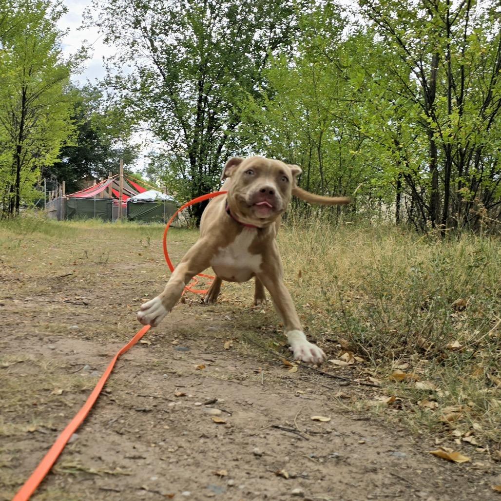 Enlarge Cali, a Adoptable mixed breed in Salt Lake City, UT image 3/6