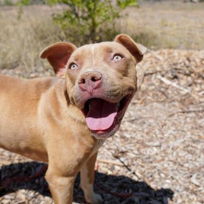 Enlarge Cali, a Adoptable mixed breed in Salt Lake City, UT image 5/6