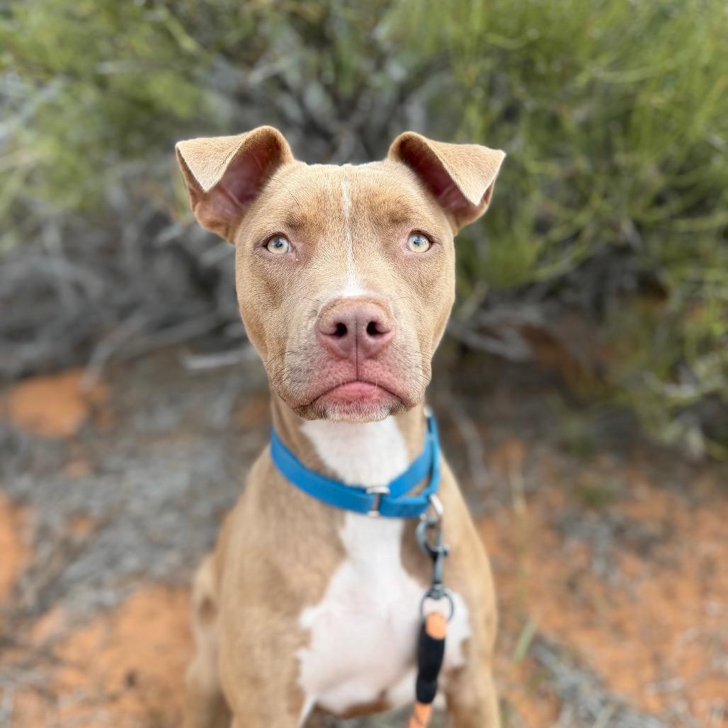 Enlarge Cali, a Adoptable mixed breed in Salt Lake City, UT image 6/6