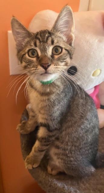 Enlarge Harmony, a Adoptable Domestic Short Hair in San Pedro, CA image 1/3