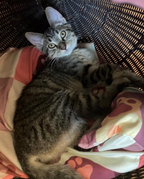 Enlarge Harmony, a Adoptable Domestic Short Hair in San Pedro, CA image 2/3