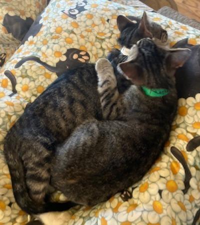 Enlarge Harmony, a Adoptable Domestic Short Hair in San Pedro, CA image 3/3