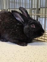 Vagabun, Adoptable, Adult Male Bunny Rabbit.