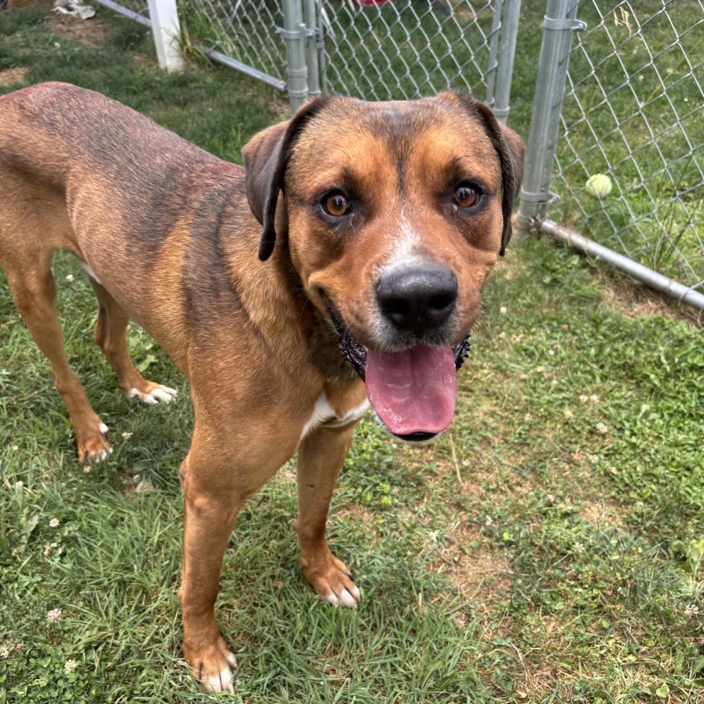 Scooby, Adoptable, Adult Male Mixed Breed.