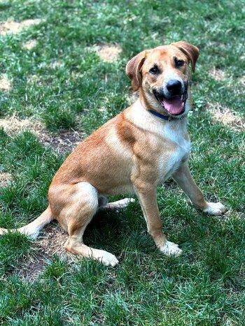 Enlarge Charlie, a Adoptable mixed breed in Bedford Hills, NY image 2/2