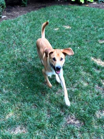 Charlie, Adoptable, Puppy Male Great Pyrenees & Shepherd.