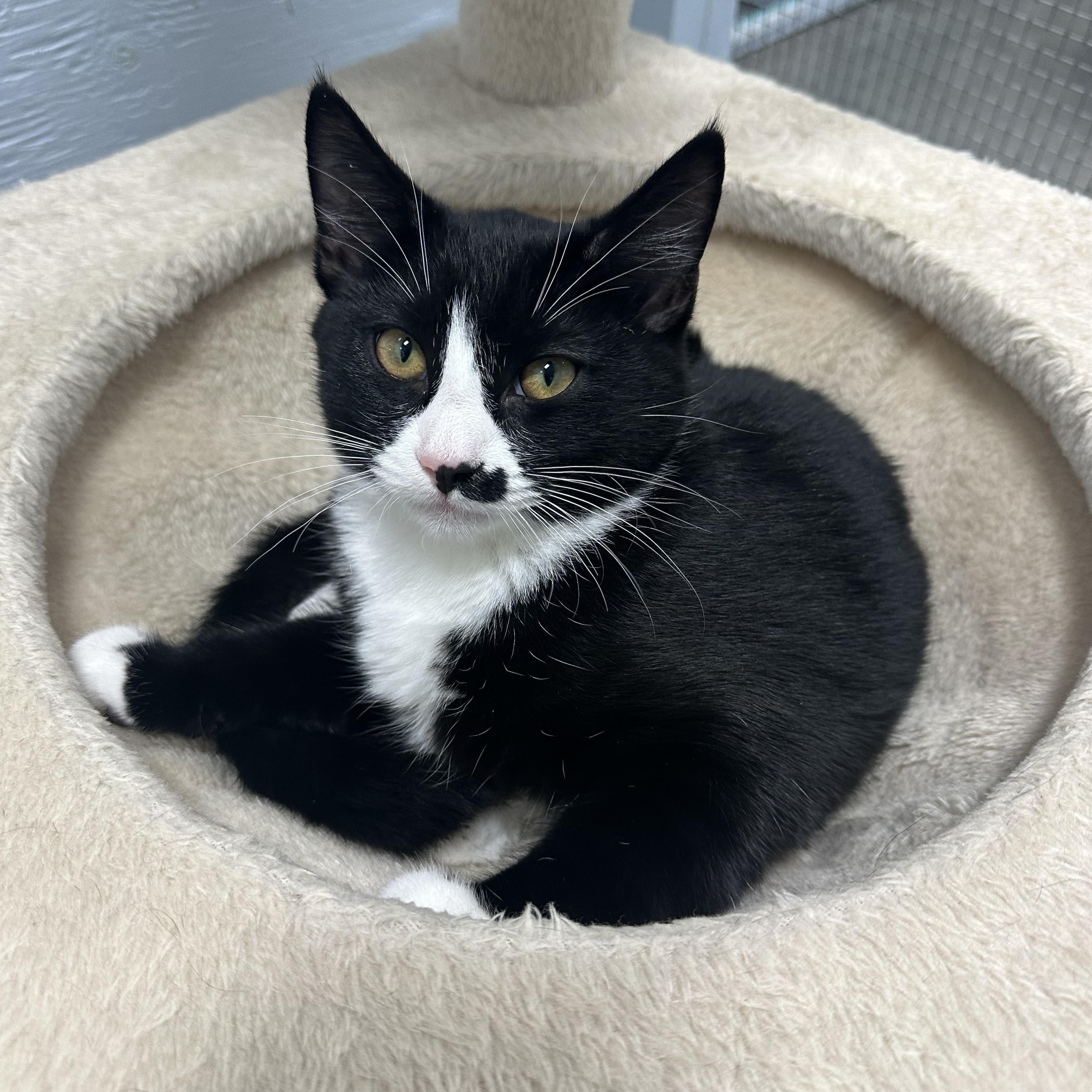 Enlarge Shnookums, a Adoptable Tuxedo in Mission, BC image 2/3