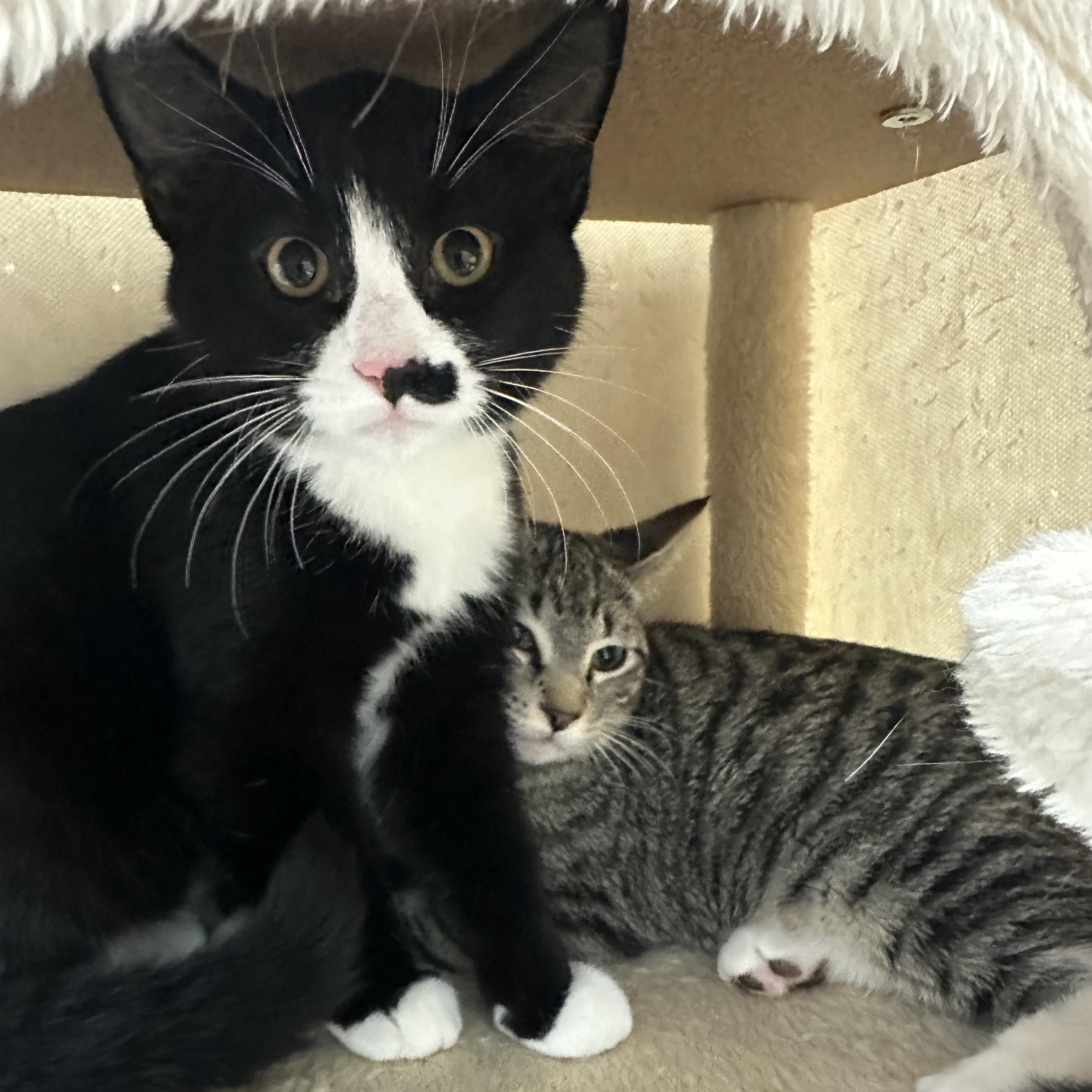 Enlarge Shnookums, a Adoptable Tuxedo in Mission, BC image 1/3