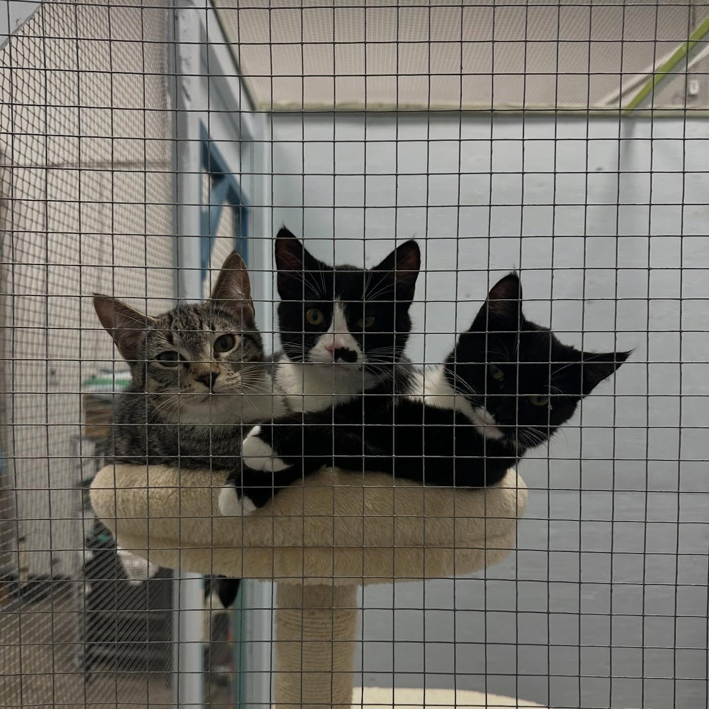 Enlarge Shnookums, a Adoptable Tuxedo in Mission, BC image 3/3