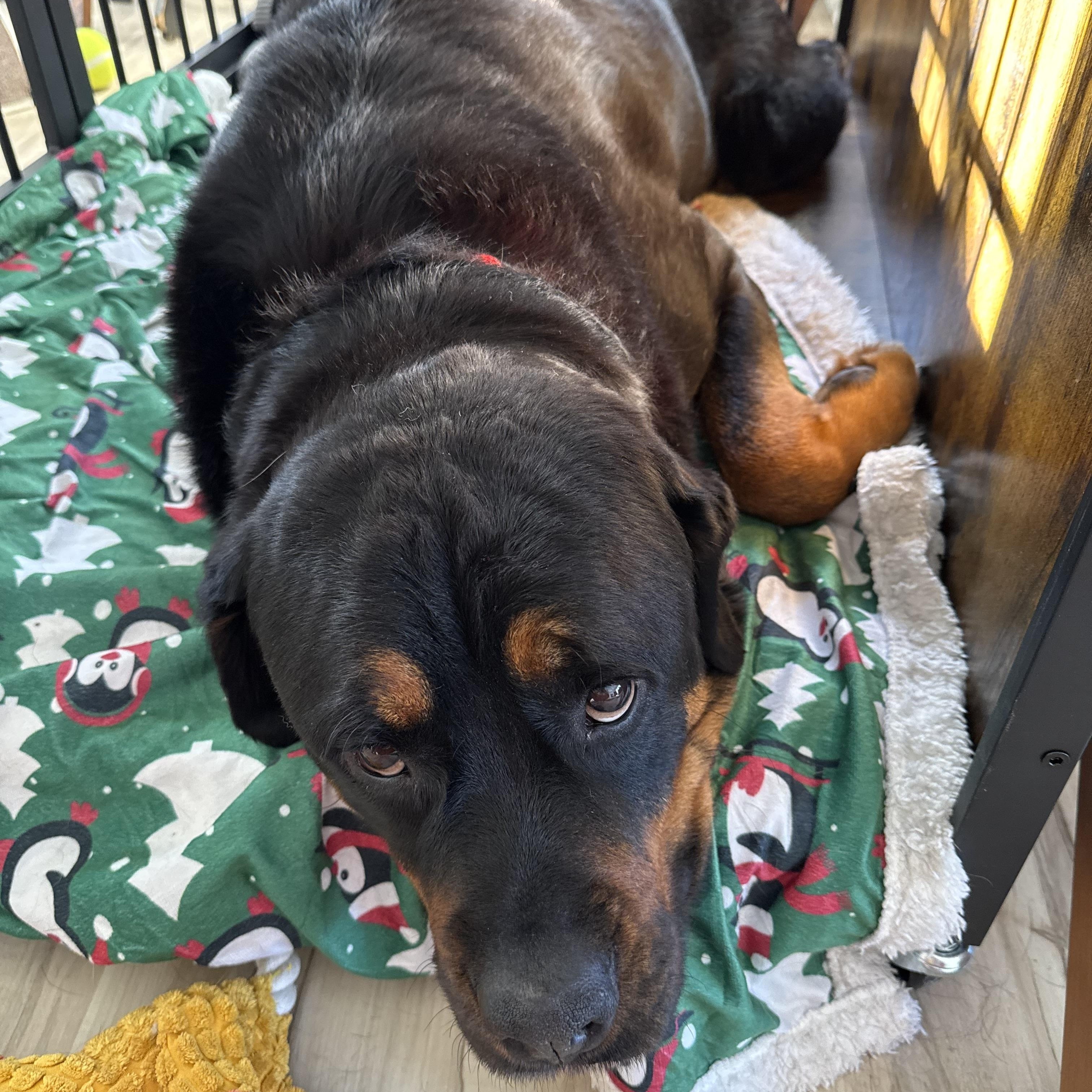Enlarge Bruno, a ADOPTABLE Rottweiler in Saratoga Springs, NY image 1/6