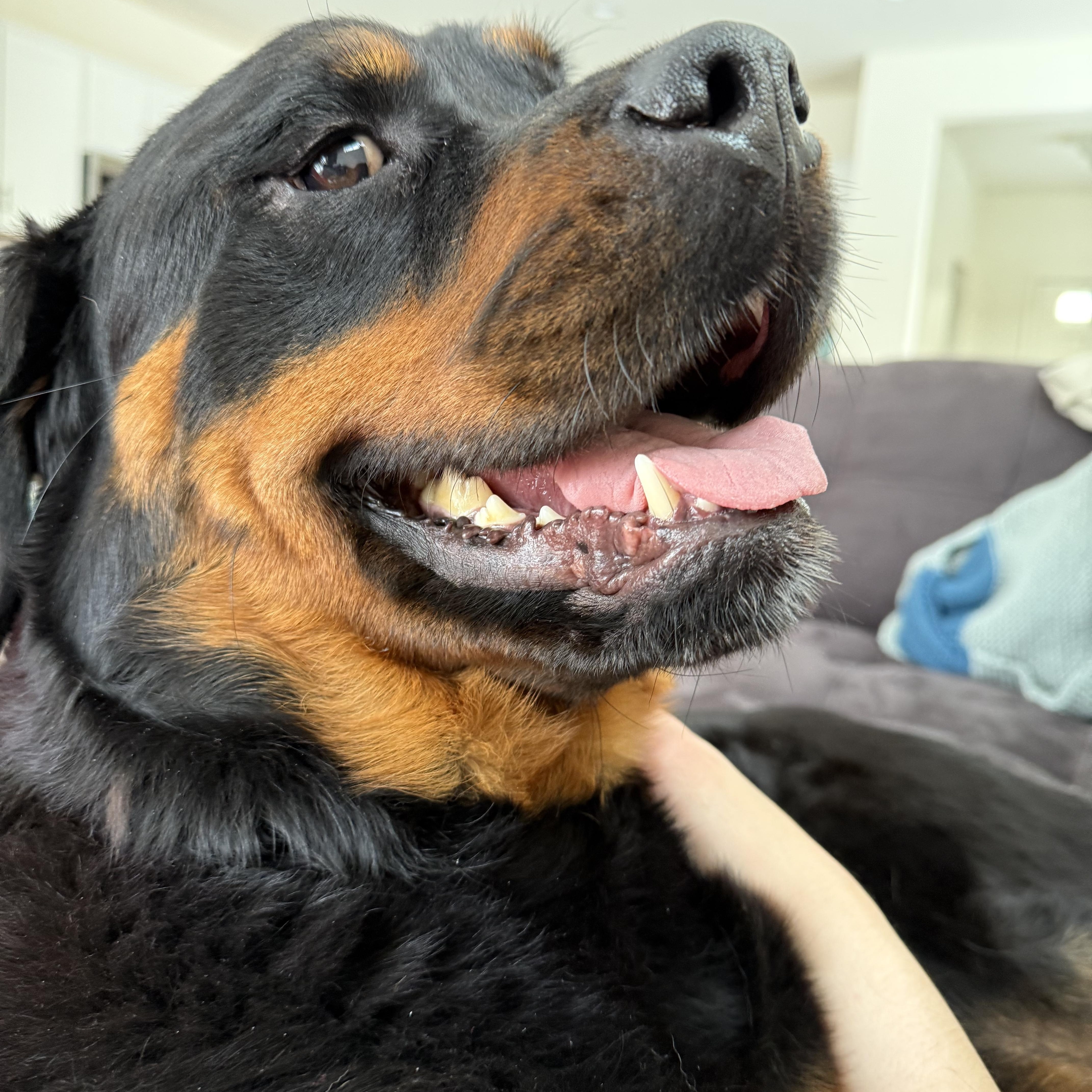 Enlarge Bruno, a ADOPTABLE Rottweiler in Saratoga Springs, NY image 2/6