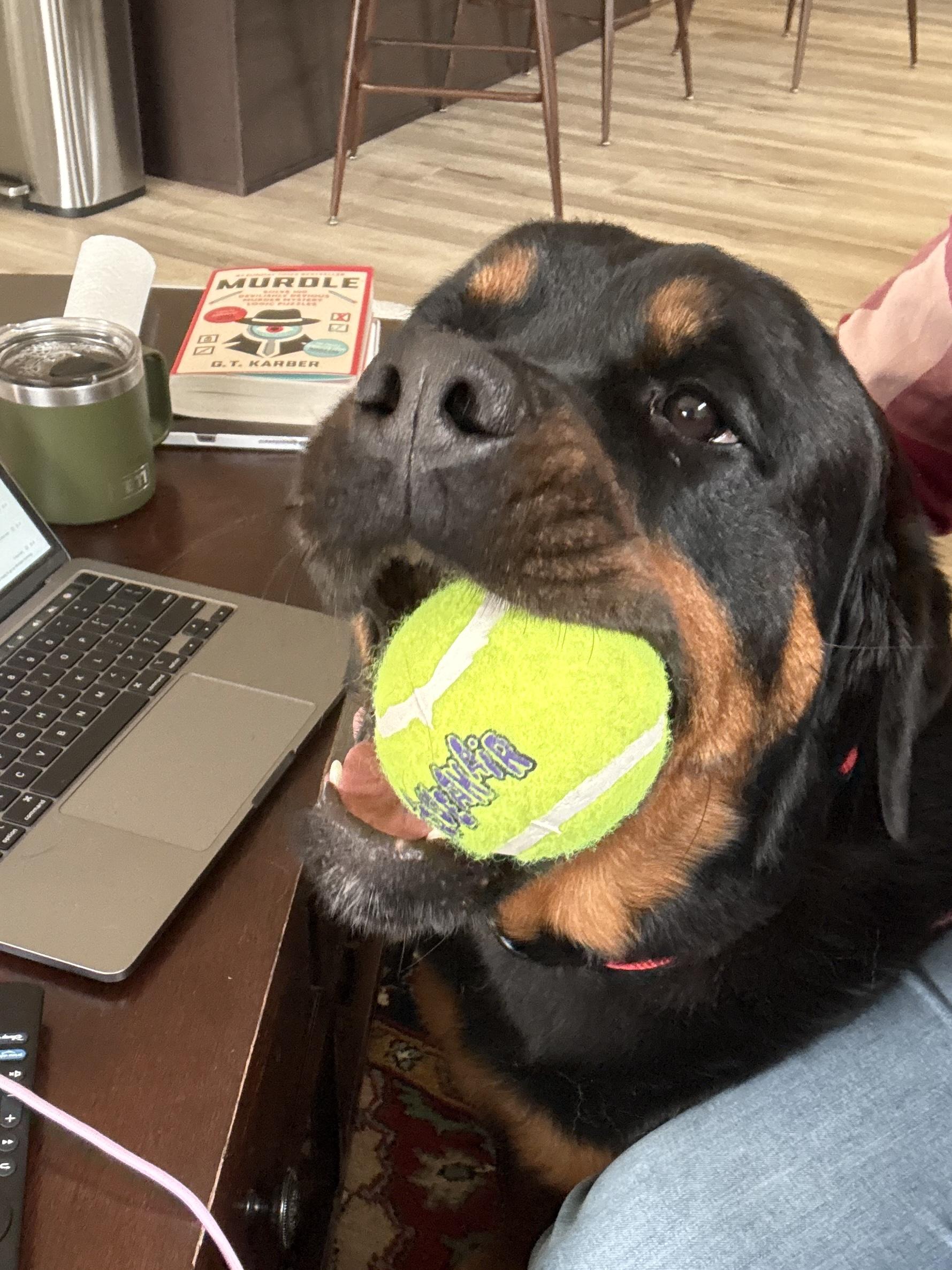 Enlarge Bruno, a ADOPTABLE Rottweiler in Saratoga Springs, NY image 6/6