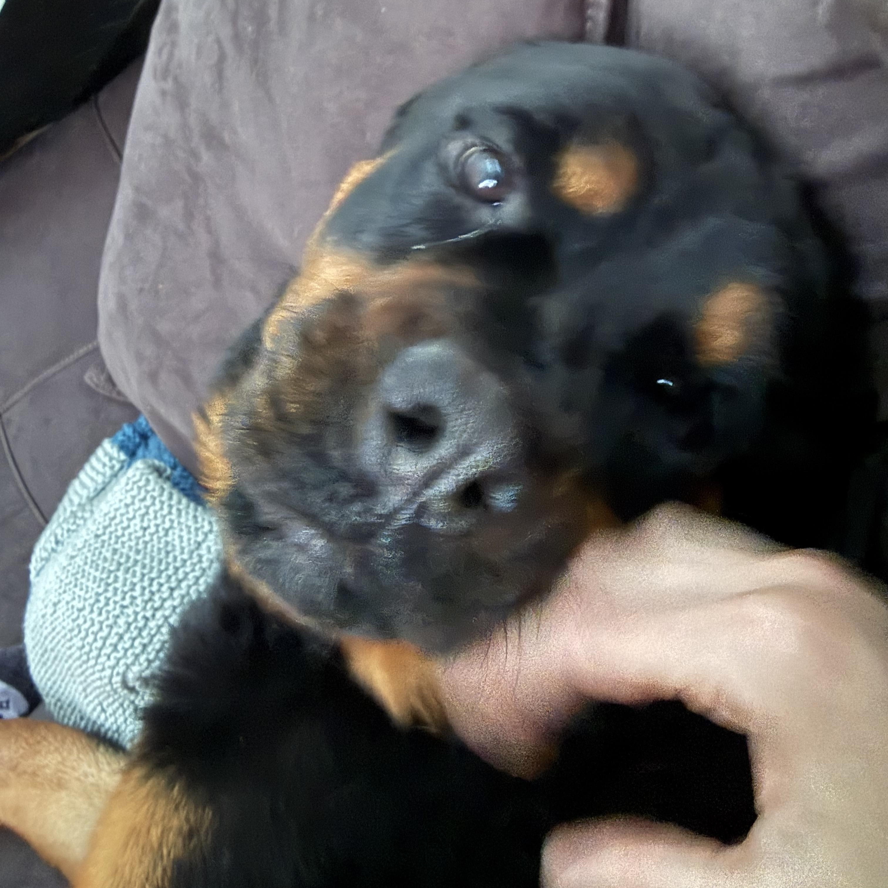 Enlarge Bruno, a ADOPTABLE Rottweiler in Saratoga Springs, NY image 3/6