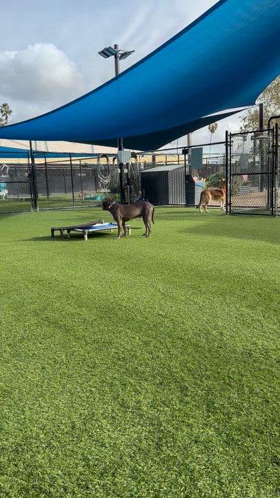 Enlarge Bruno, a ADOPTABLE Rottweiler in Saratoga Springs, NY video 5/6