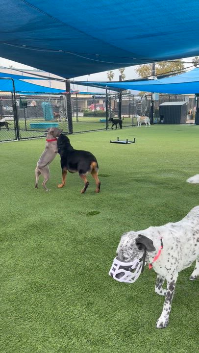 Enlarge Bruno, a ADOPTABLE Rottweiler in Saratoga Springs, NY video 4/6