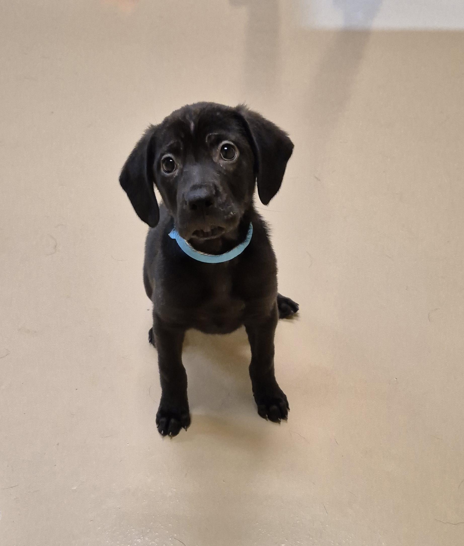 Enlarge Dr. Grey, a ADOPTABLE mixed breed in Schertz, TX image 2/2