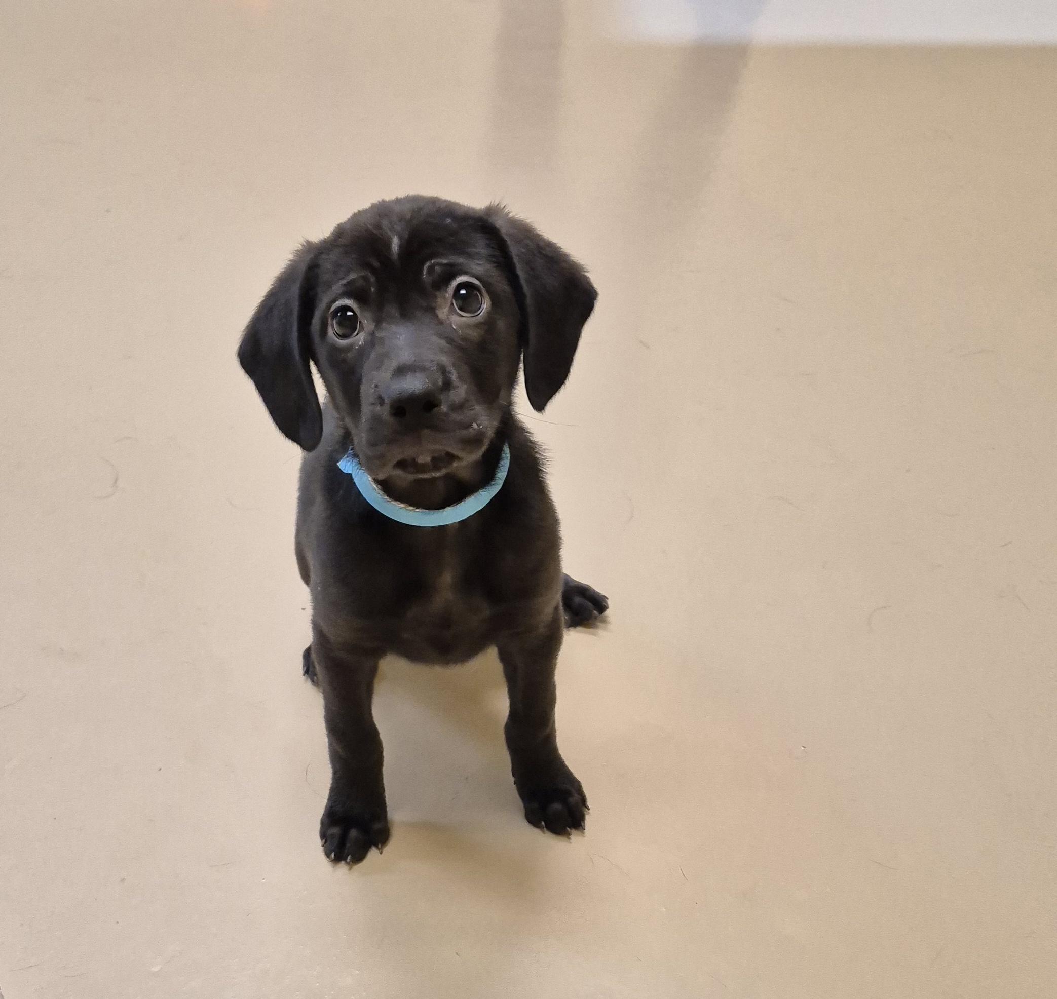 Dr. Grey, ADOPTABLE, Young Female Labrador Retriever.