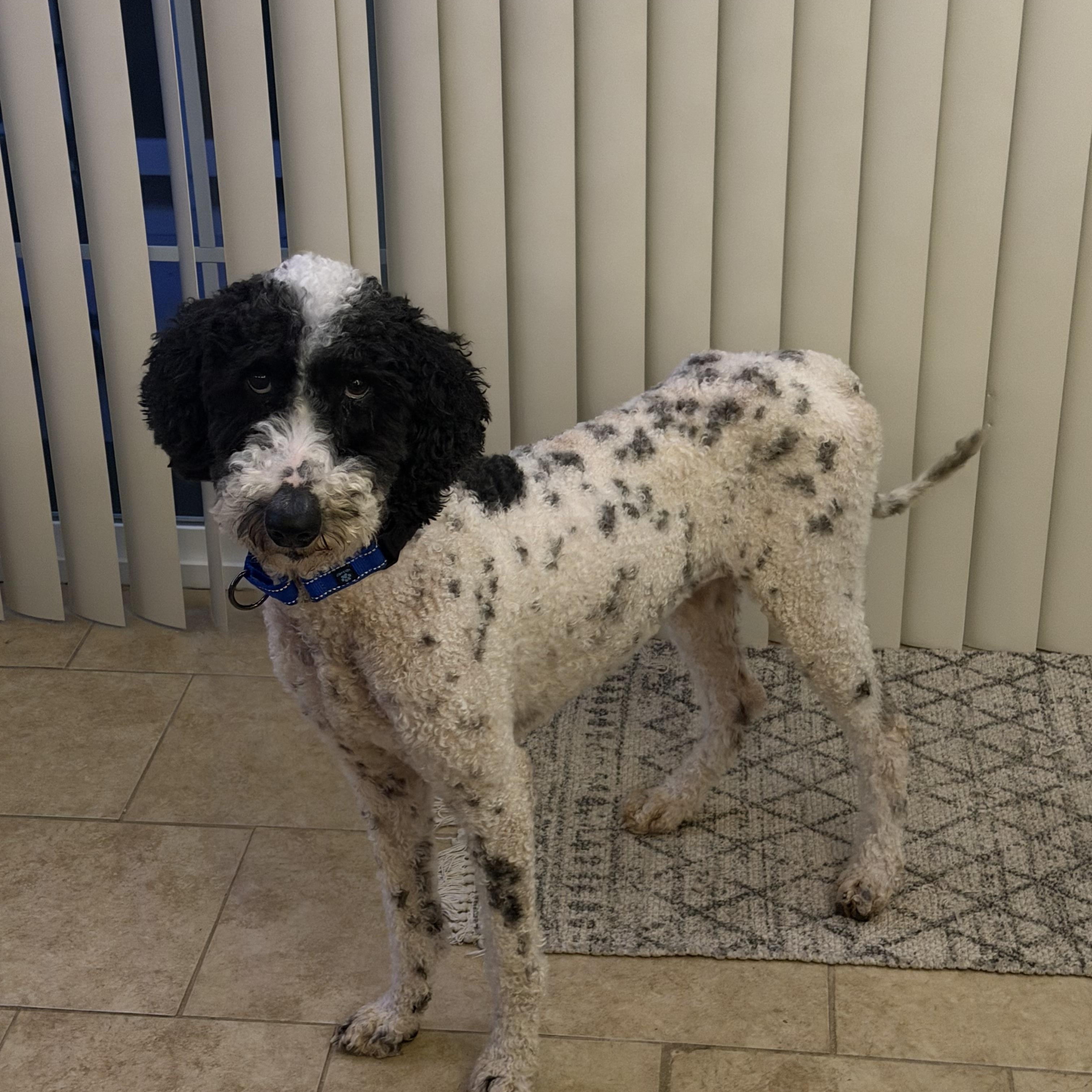 Enlarge Geo , a ADOPTABLE mixed breed in MYRTLE BEACH, SC image 1/1