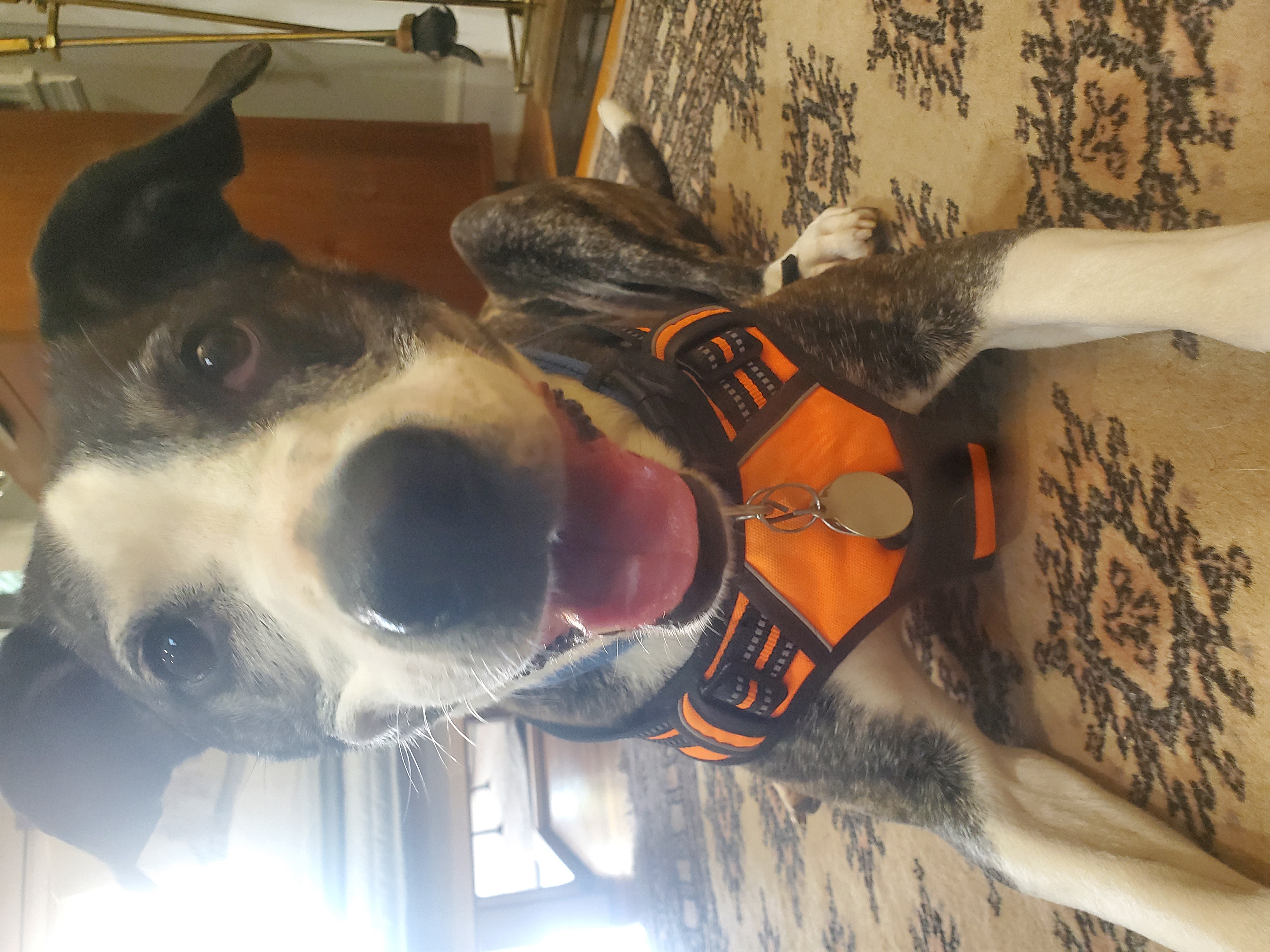 Enlarge Addie - great with dogs, cats, a Adopted mixed breed in Stamford, CT image 5/6