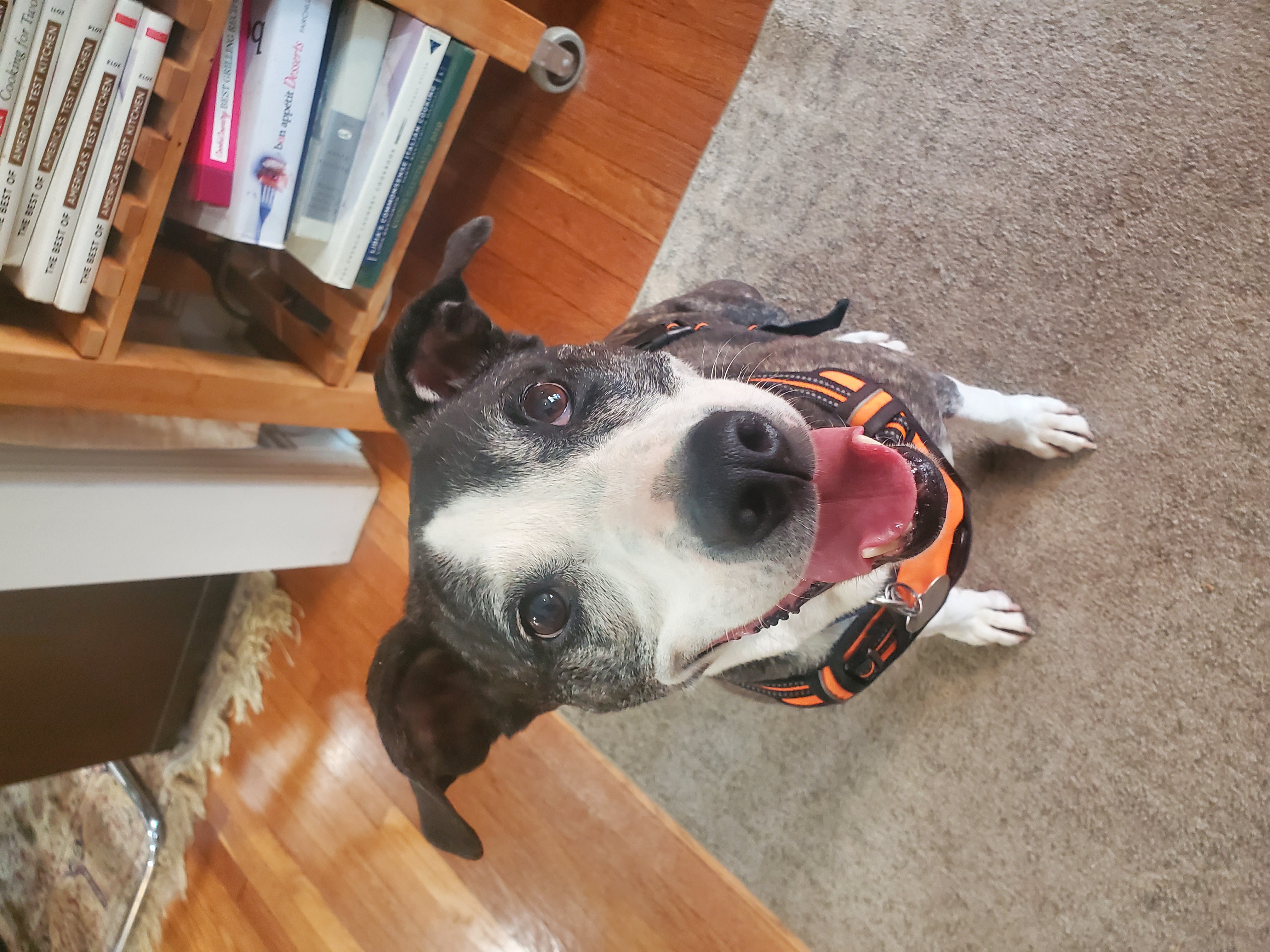 Enlarge Addie - great with dogs, cats, a Adopted mixed breed in Stamford, CT image 2/6