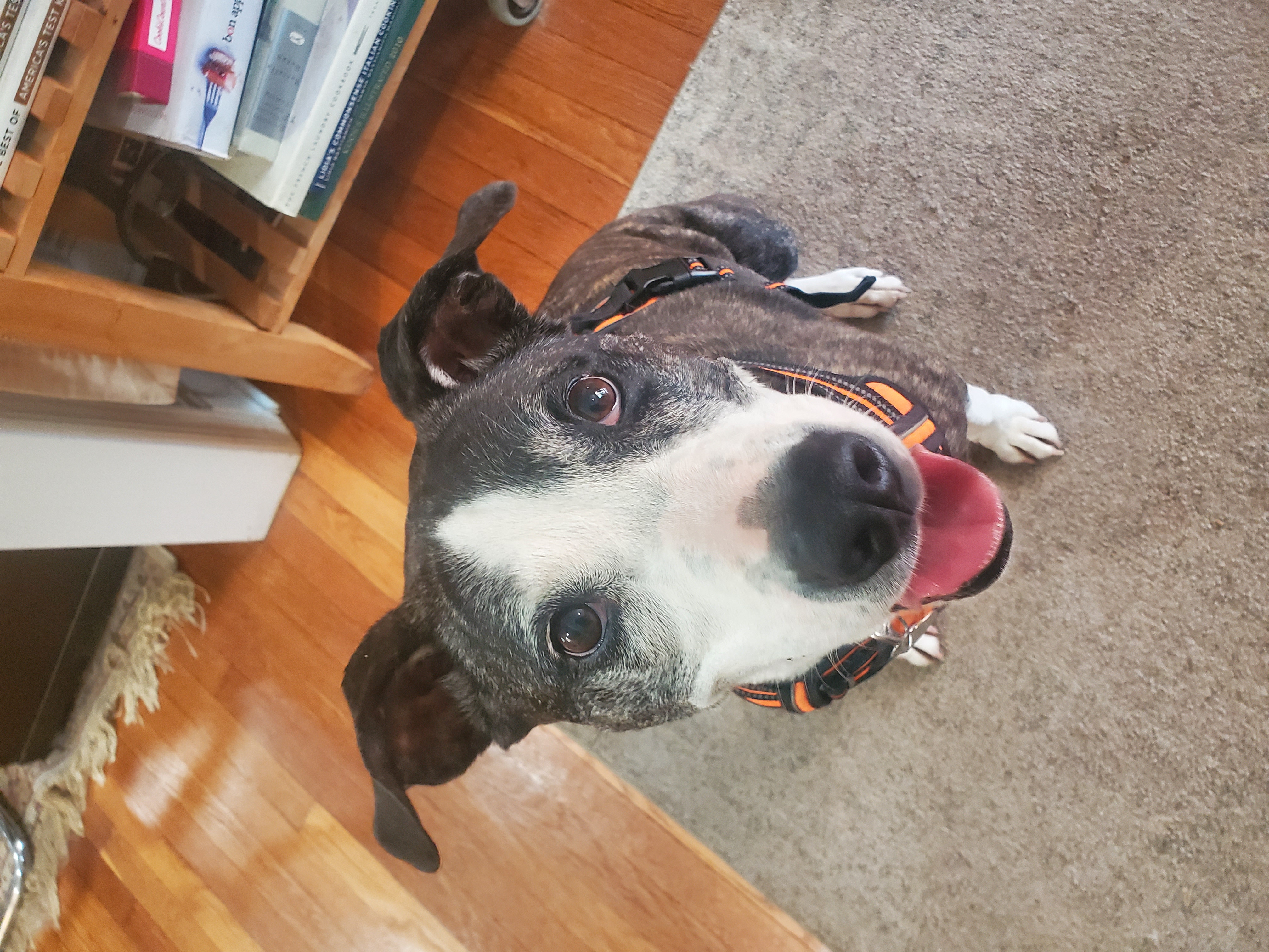 Enlarge Addie - great with dogs, cats, a Adopted mixed breed in Stamford, CT image 6/6