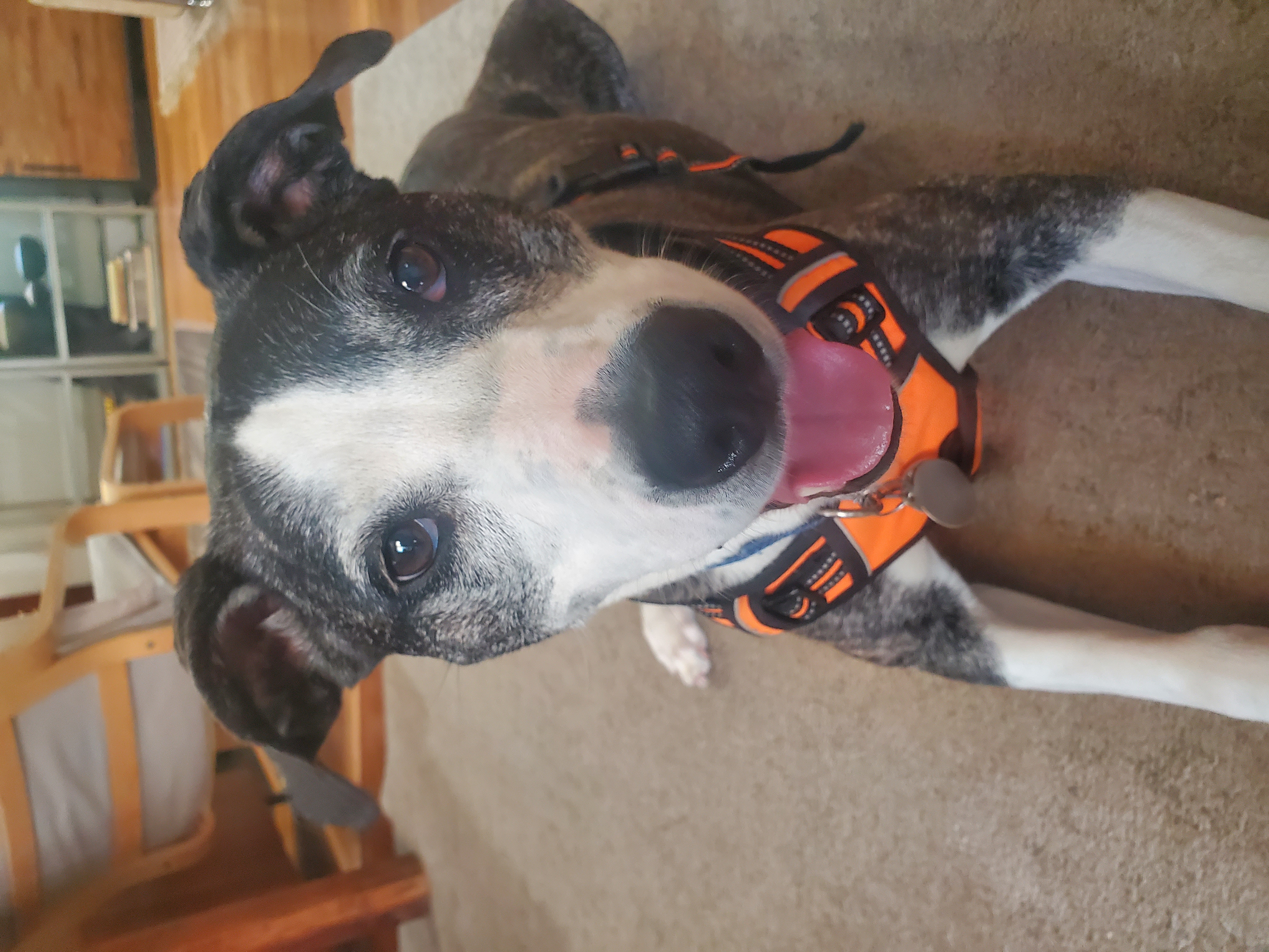 Addie - great with dogs, cats, Adopted, Senior Female Staffordshire Bull Terrier & Hound.