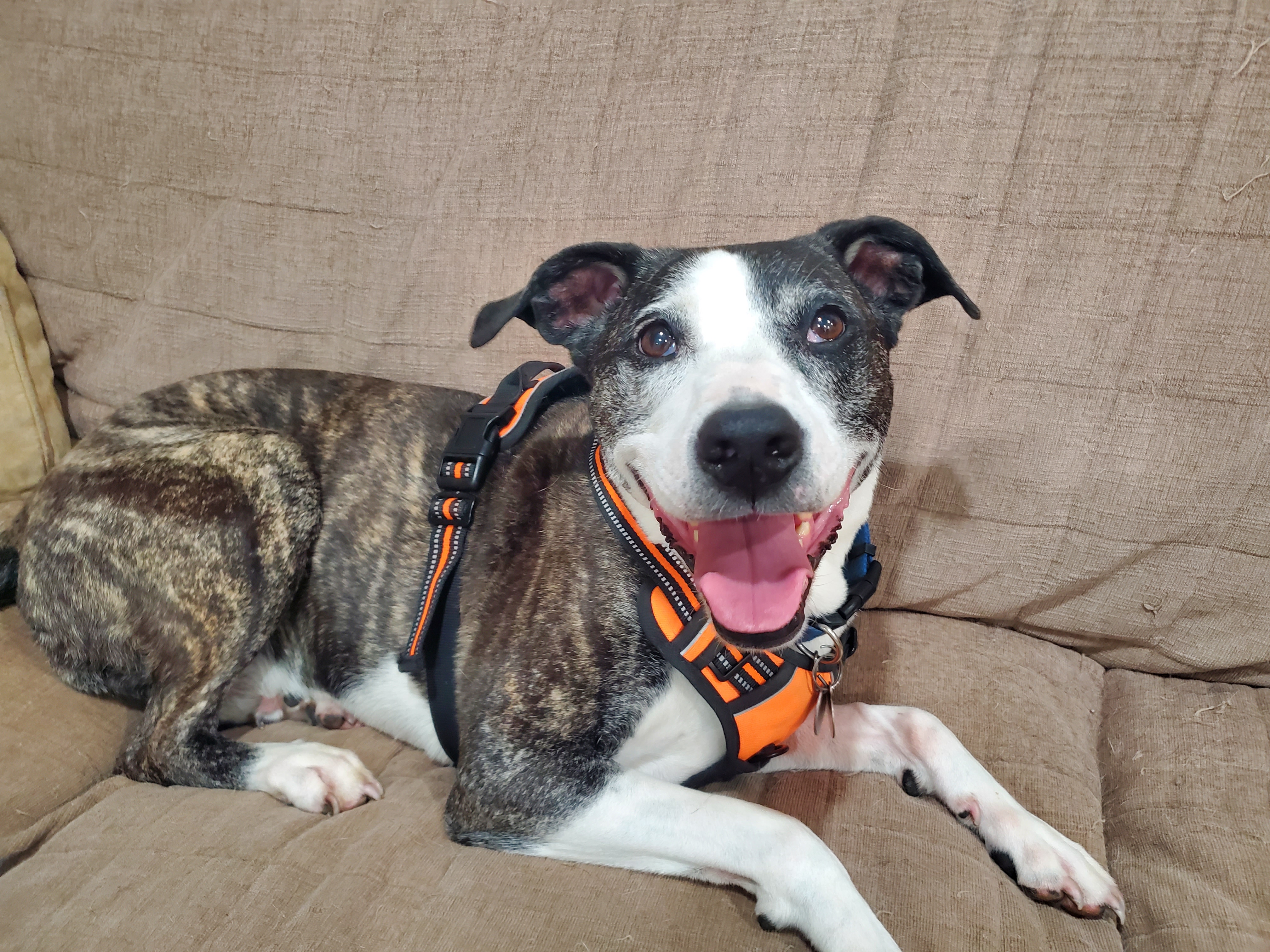 Enlarge Addie - great with dogs, cats, a Adopted mixed breed in Stamford, CT image 3/6