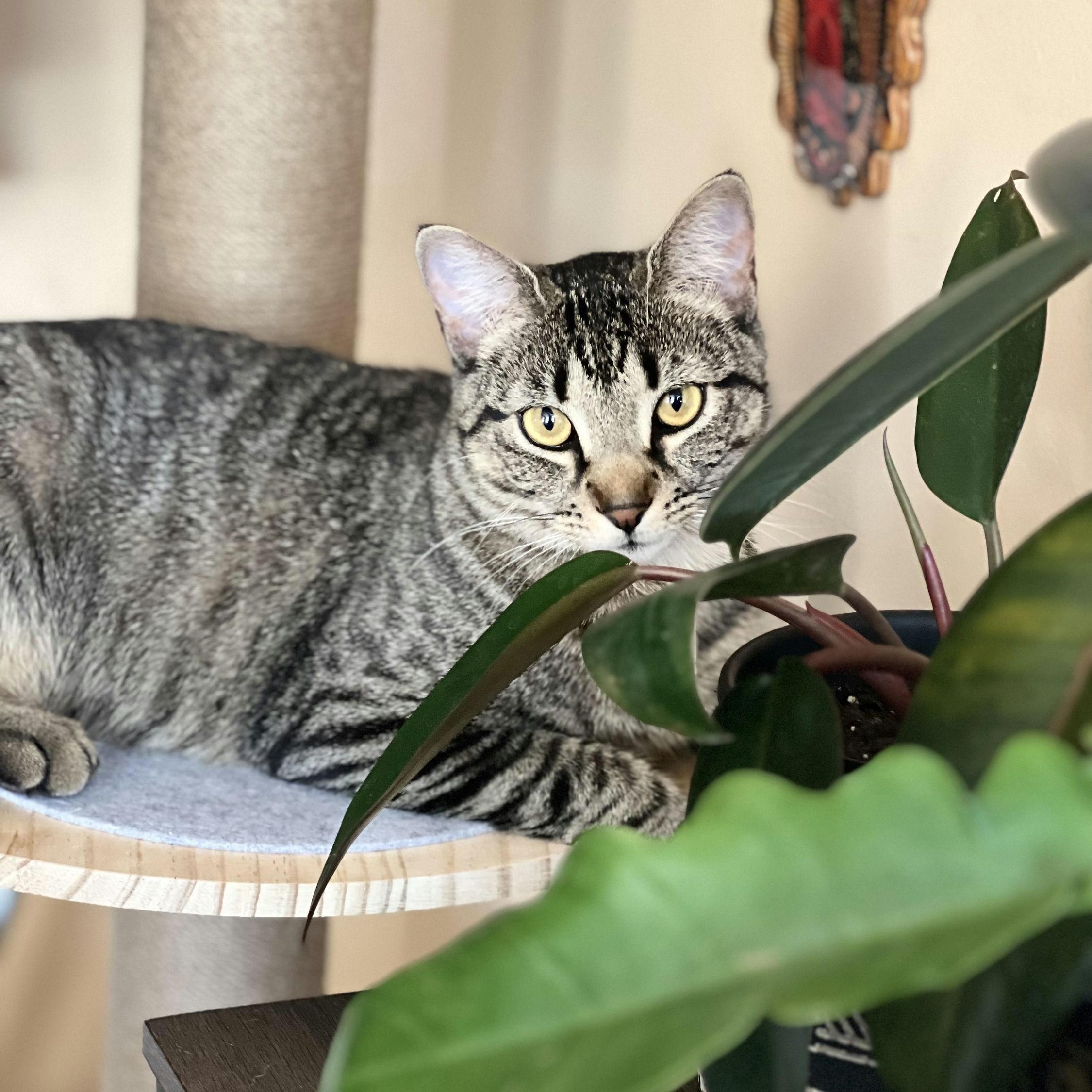 Enlarge Remy, a ADOPTABLE Tabby in New York, NY image 1/4