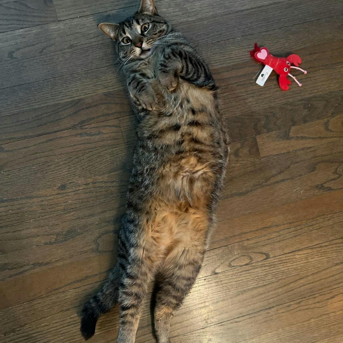 Enlarge Remy, a ADOPTABLE Tabby in New York, NY image 3/4