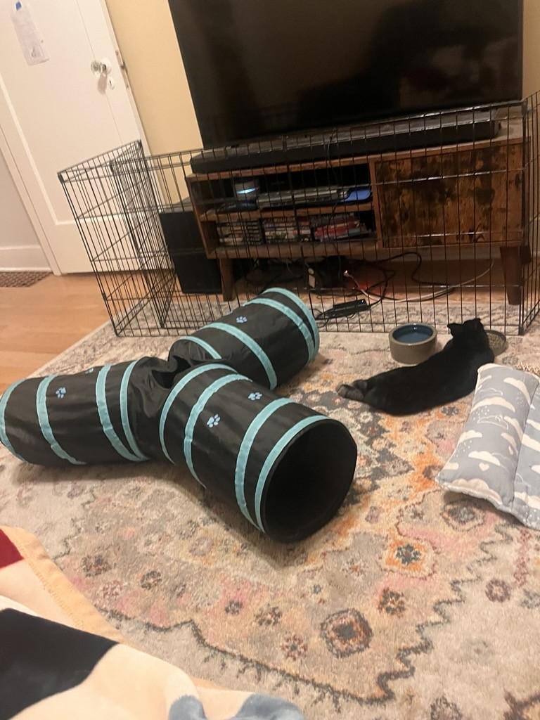 Enlarge Smudge aka Notch-O, a Adoptable American in Carnation, WA image 3/4