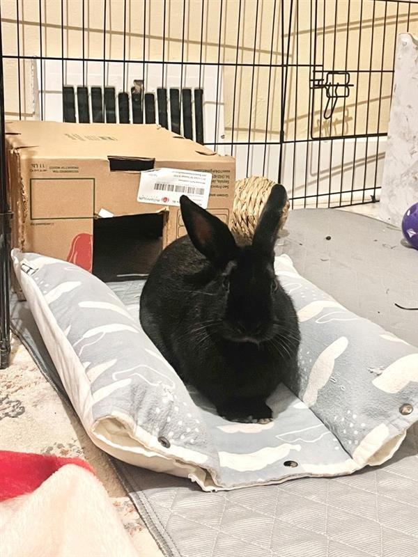 Smudge aka Notch-O, Adoptable, Young Male American.