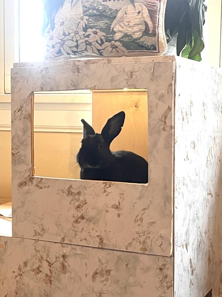 Smudge aka Notch-O, Adoptable, Young Male American.