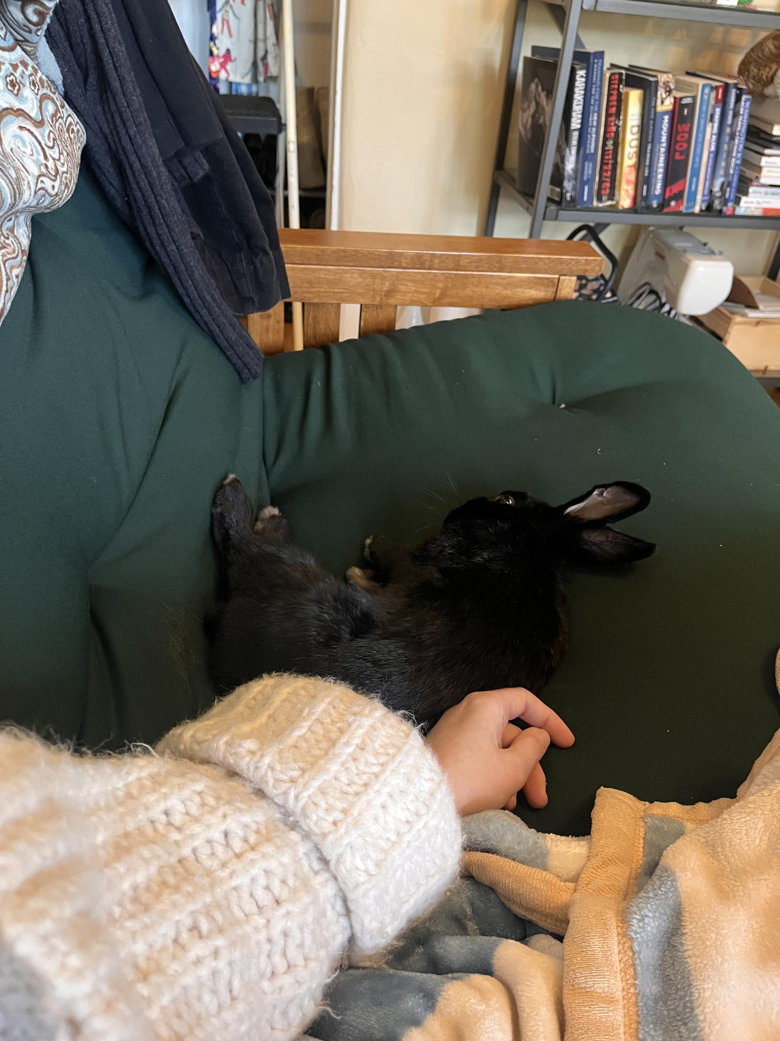 Enlarge Smudge aka Notch-O, a Adoptable American in Carnation, WA image 4/4