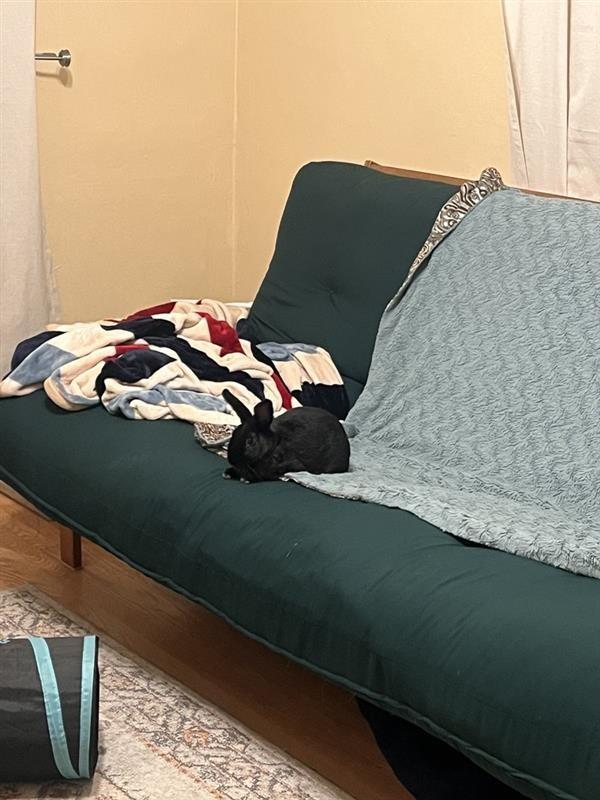 Enlarge Smudge aka Notch-O, a Adoptable American in Carnation, WA image 2/4