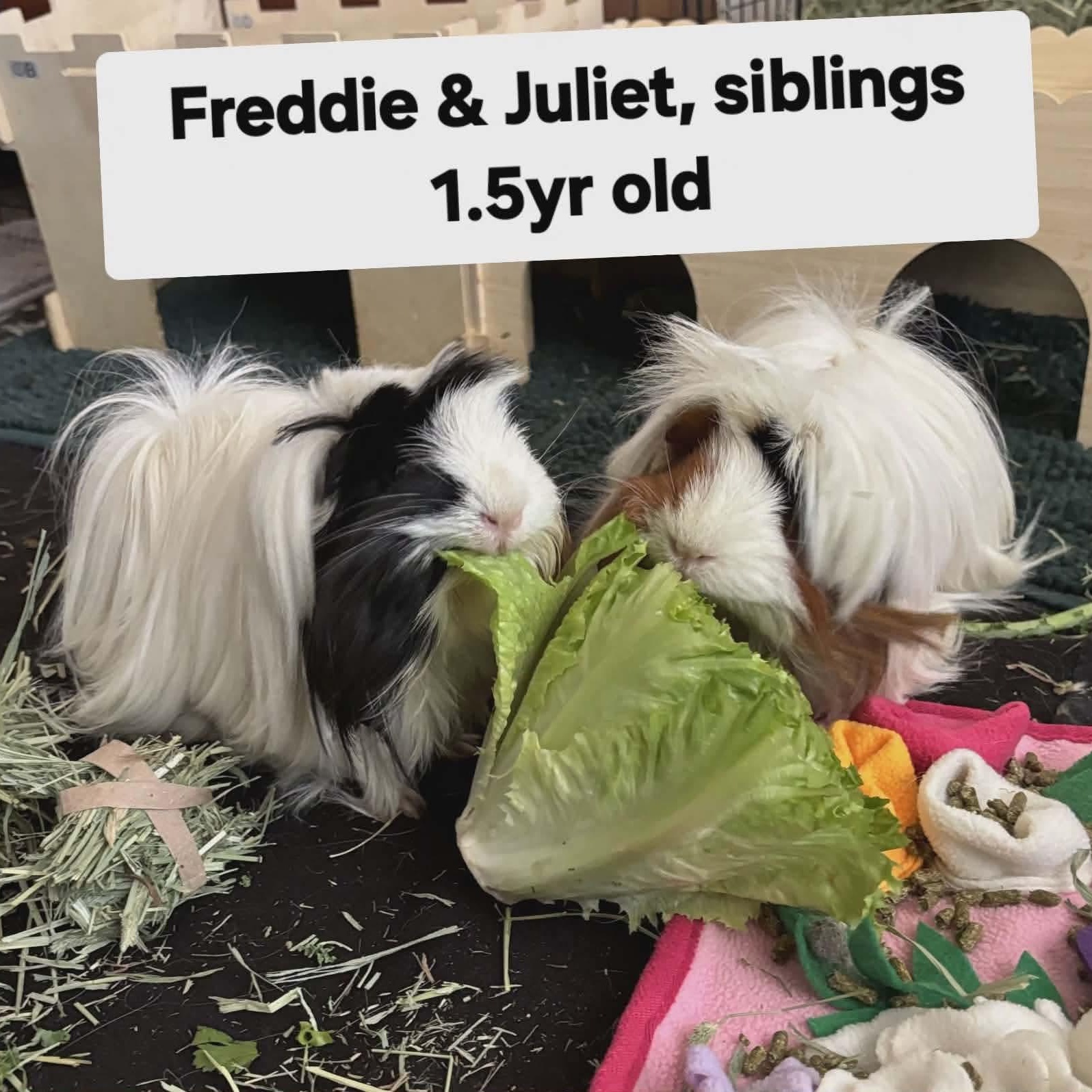 Enlarge Freddie and Juliet, an adopted Guinea Pig in Phoenix, AZ image 1/1