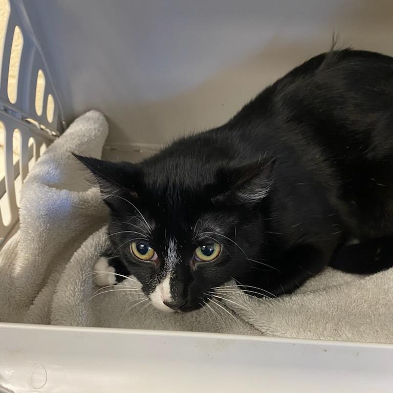 Tux, Adoptable, Young Male Domestic Short Hair.
