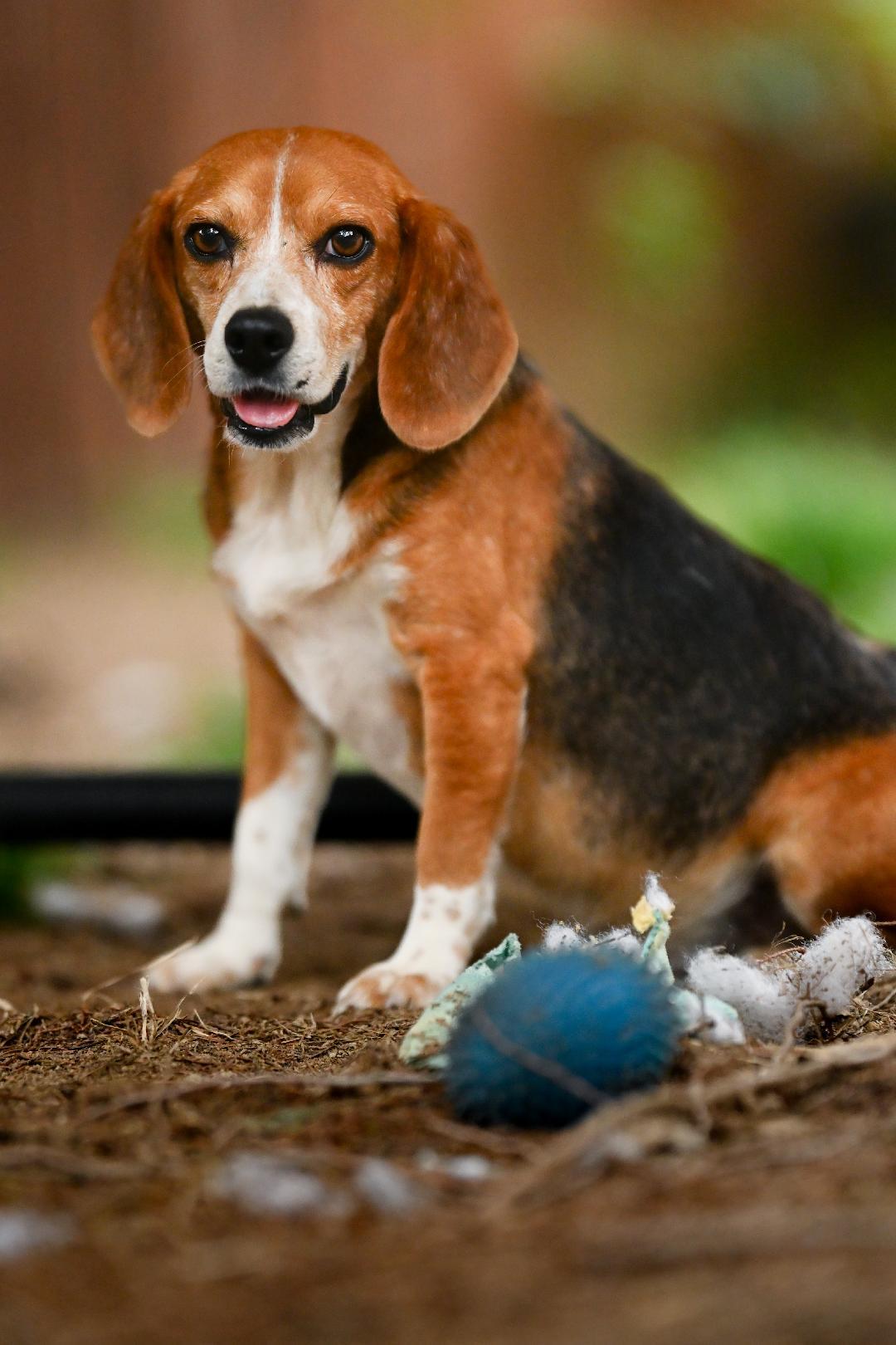 Enlarge Bowden, a Adopted Beagle in Hanover, PA image 6/6