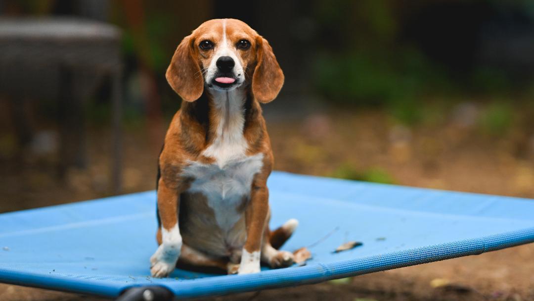 Bowden, Adopted, Adult Male Beagle.