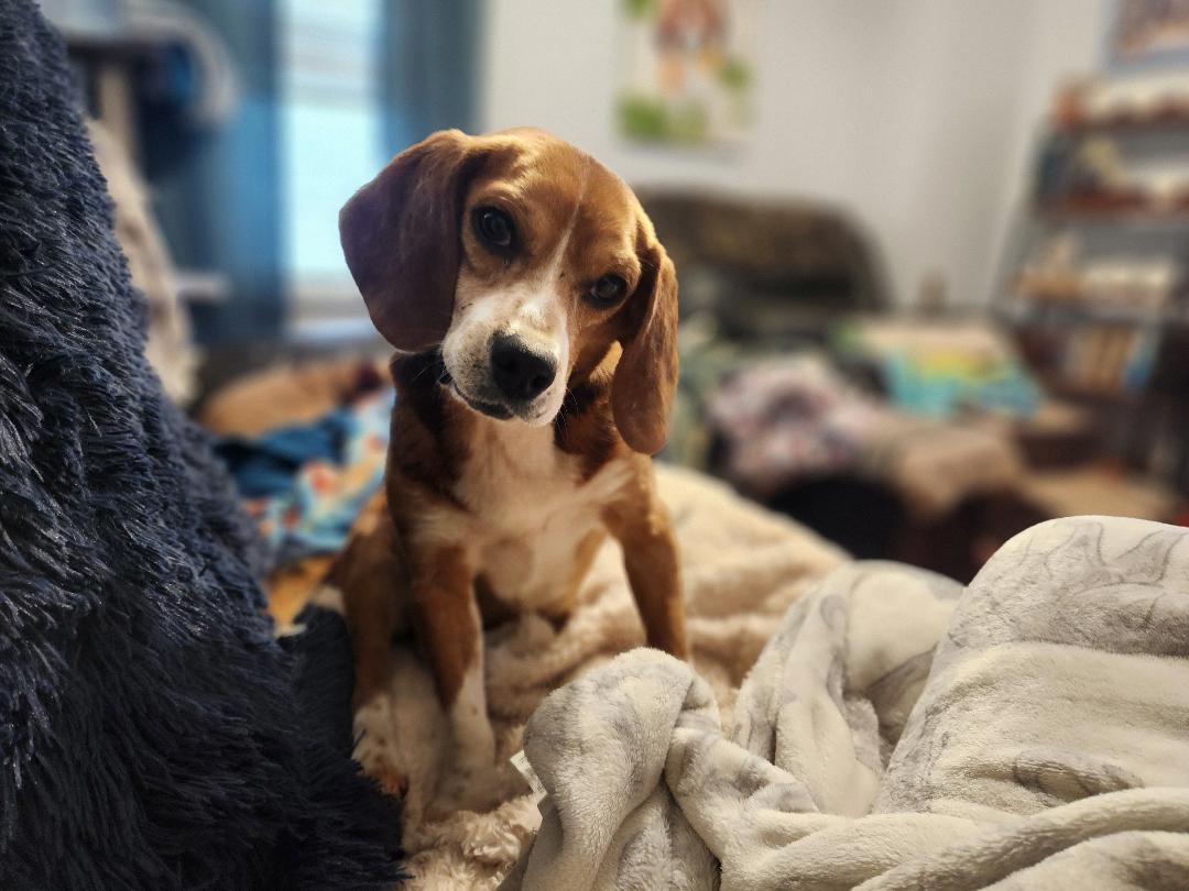 Enlarge Bowden, a Adopted Beagle in Hanover, PA image 2/6
