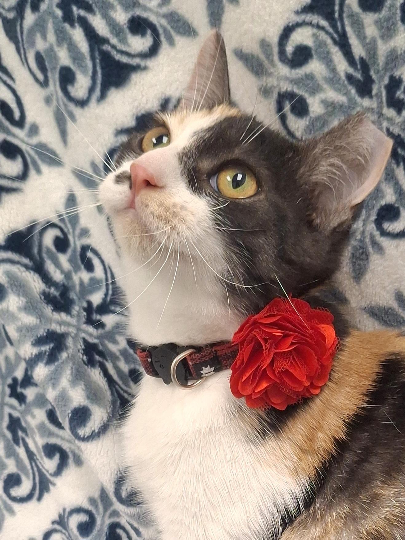 Enlarge :::Cami:::, an adopted mixed breed in Yorba Linda, CA image 5/6